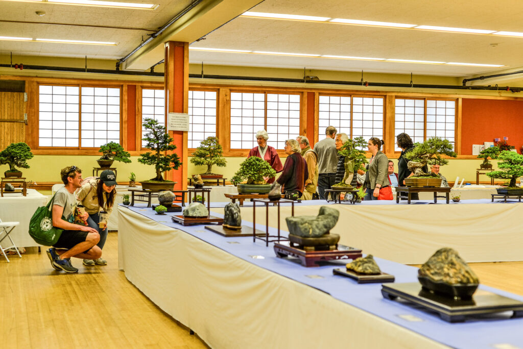 Bonsai, Suiseki